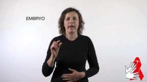 Embryo